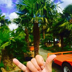 Palms Northwest Temp Closed 23 Photos Nurseries Gardening Photo Of Palms Northwest Auburn Wa United States Another New Palm Tree