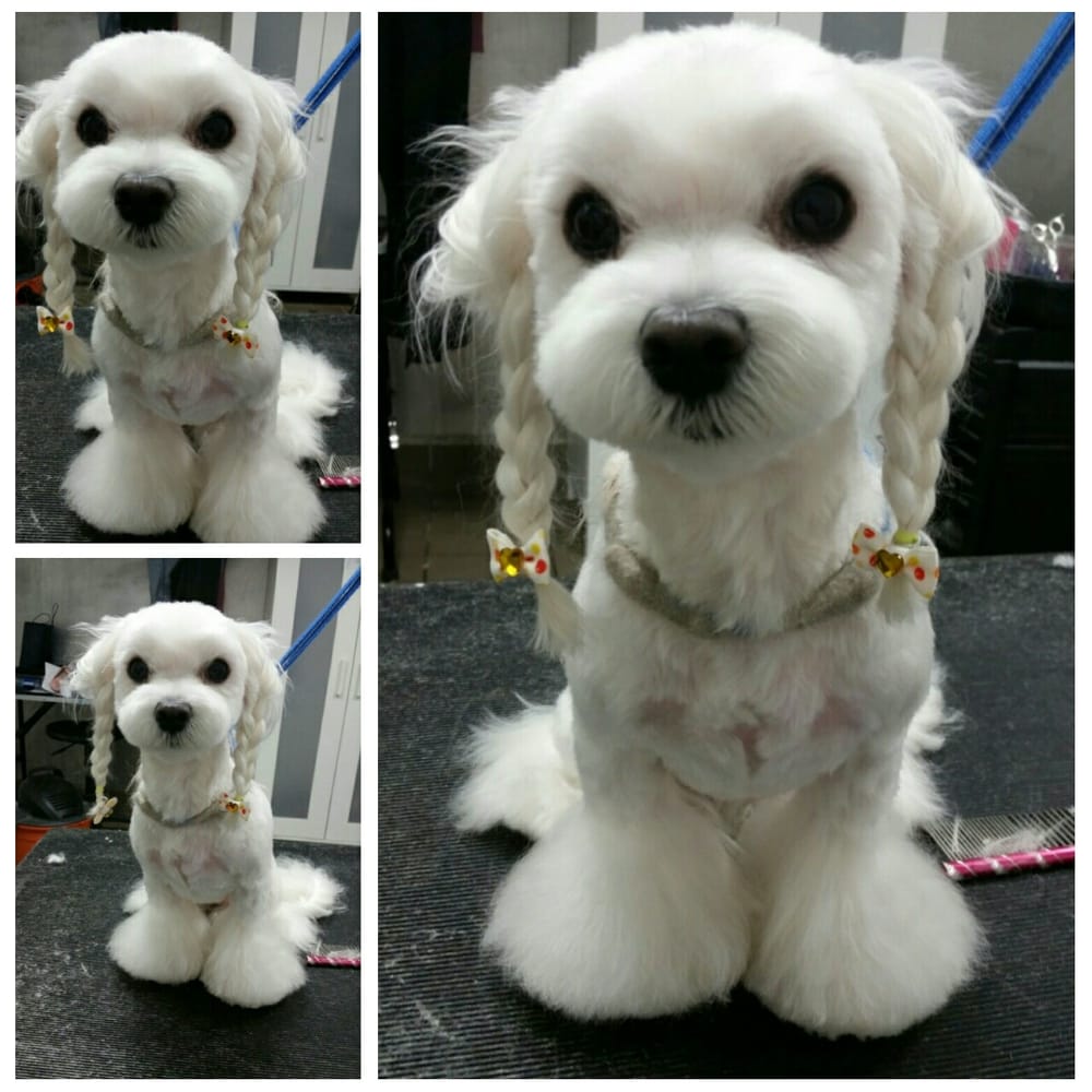 ny puppy club interesting way to groom your done by jin yelp ny puppy club interesting way to groom your done by jin yelp