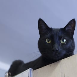 Cat City Boarding Resort - 12 Reviews - Pet Sitting ...