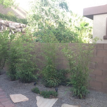 Select Landscape Services 26 Photos Tree Summerlin Photo Of Select Landscape Services Las Vegas Nv United States Bamboo Trees