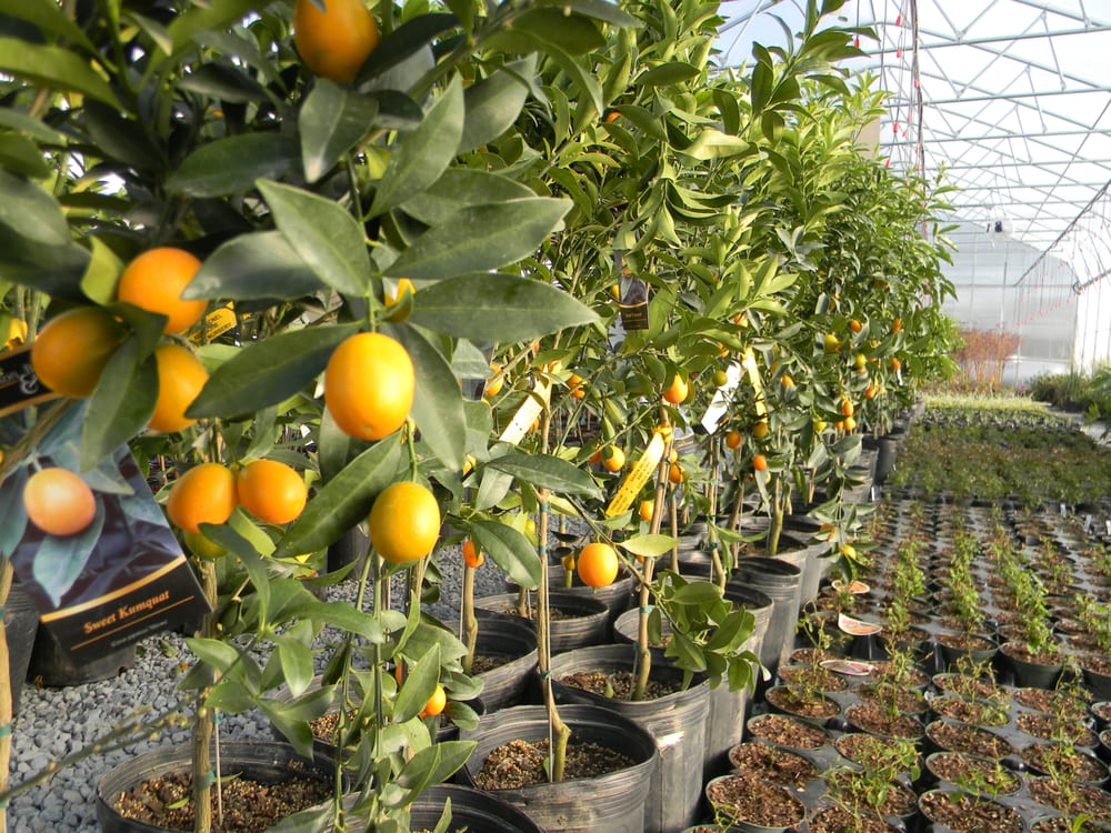 Georgia Citrus Trees Yelp Photo Of Going Green Plant Nursery Screven Ga United States Georgia Citrus