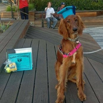 Dog Training Rancho Cucamonga Dog Training Rancho Cucamonga