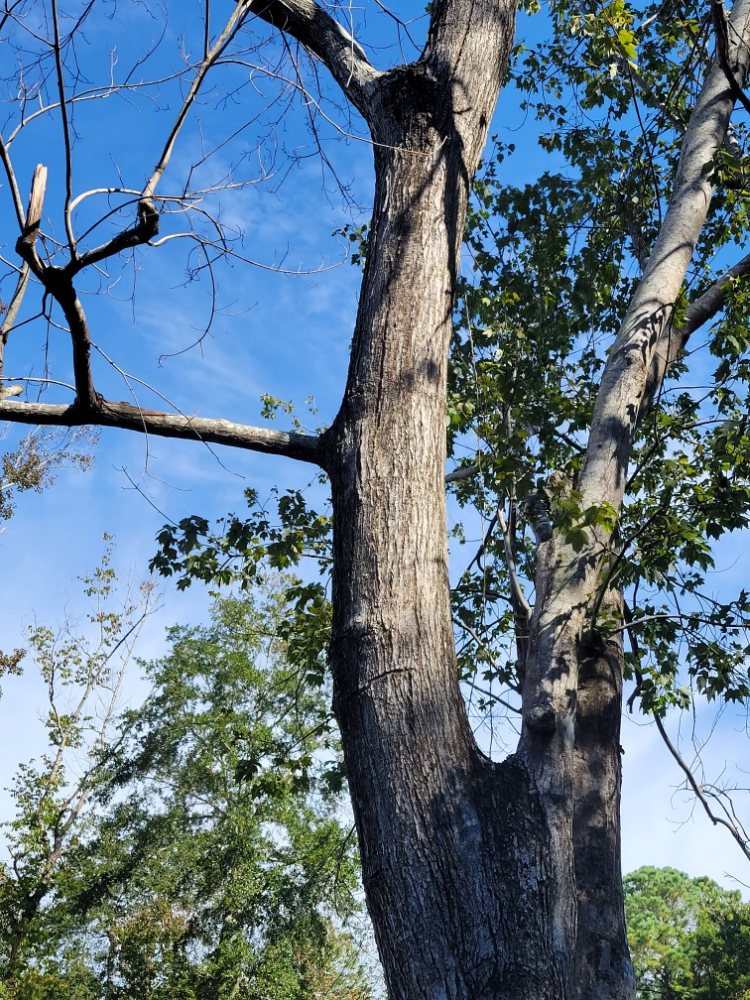 Tree Masters Expert Tree Care