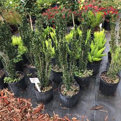 Lee S Trees Landscaping Nursery Nurseries Gardening 1074 Photo Of Lee S Trees Landscaping Nursery Apopka Fl United States