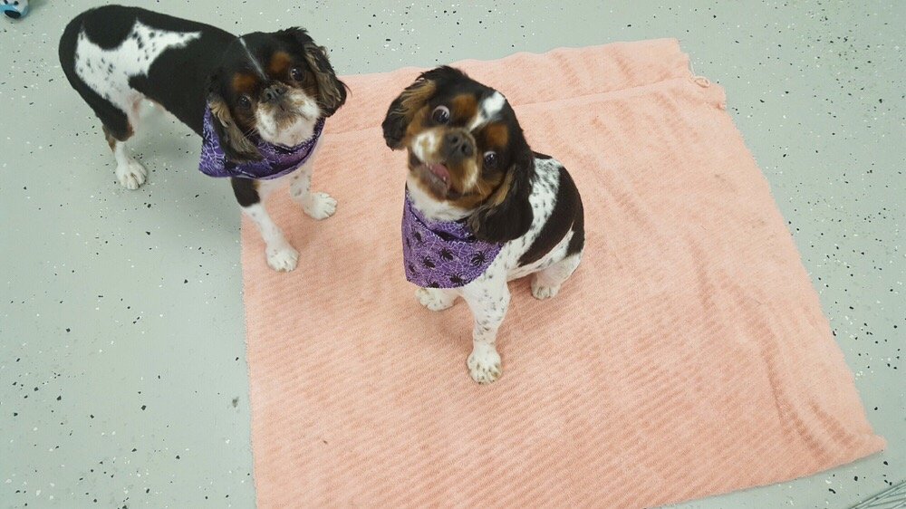 Man’s Best Friend Dog Grooming 154 Photos & 46 Reviews Pet Groomers