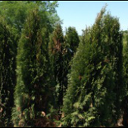 Tennessee Nursery And Landscape Supply Nurseries Gardening Photo Of Tennessee Nursery And Landscape Supply Franklin Tn United States