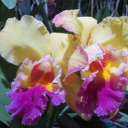 Orchid Show - Fort Lauderdale Orchid Society - Temp. CLOSED - 49 Photos