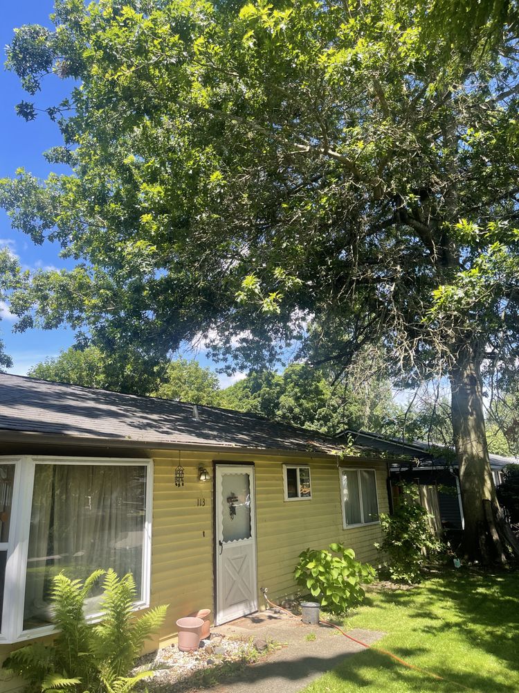 Green Belt Tree Care