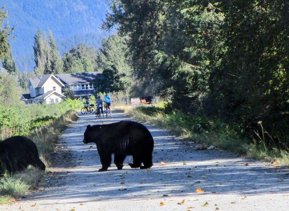 Traboulay Poco Trail