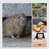 Wardoff Exterminating and Small Animal Control