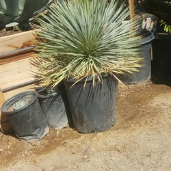 Macias Nursery 26 Photos Nurseries Gardening 29900 Sierra Photo Of Macias Nursery Thousand Palms Ca United States