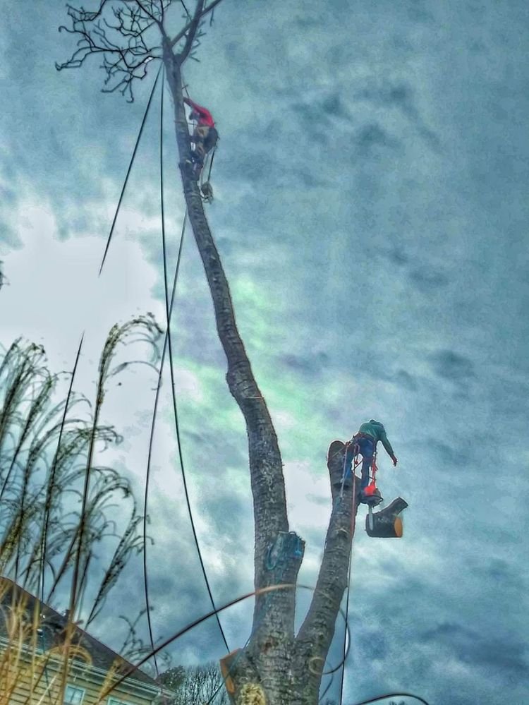 Simpson's Tree Service