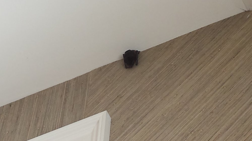 Bat On A Wall Inside Home Yelp 56 Photos For Michigan Bat Control