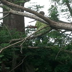 On Top Tree Service Get Quote Services 16839 37th Pl Photo Of On Top Tree Service Lake City Fl United States Me