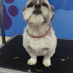 dog grooming chandler az dog grooming chandler az