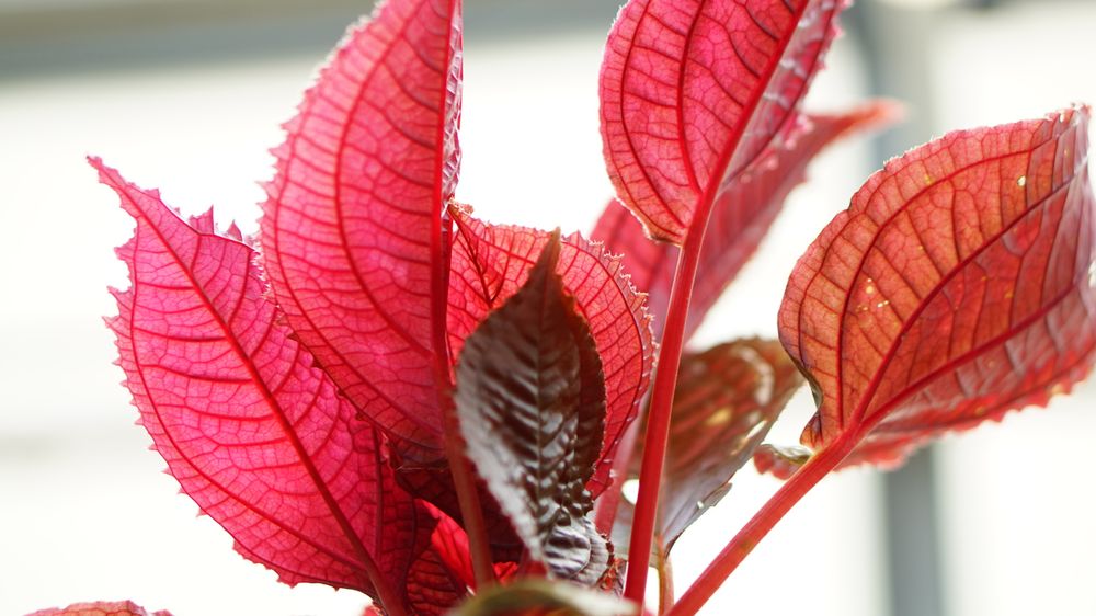 Atlantic Gardening Company