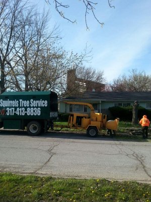Squirrels Tree Service