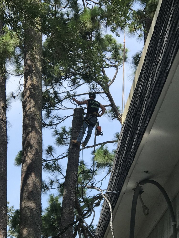 A Cut Above Tree Care 10 Photos Tree Services Pensacola, FL