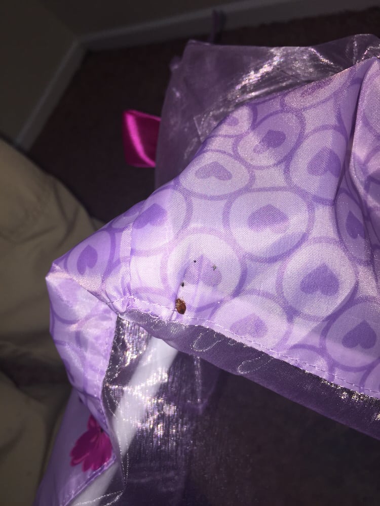 Bye Bye Bed Bugs
