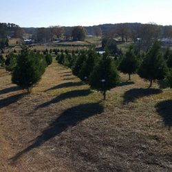 beavers christmas tree farm christmas trees 10093 beavers christmas tree farm christmas trees 10093
