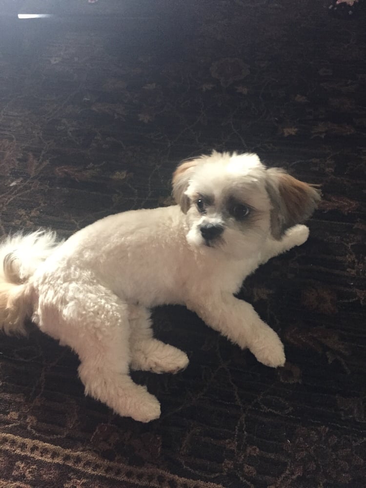 VIP Grooming 14 Photos & 22 Reviews Pet Groomers 8255 W Jefferson