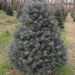 photo of moose apple christmas tree farm berryville va united states another - Moose Apple Christmas Tree Farm photo of moose apple christmas tree farm berryville va united states another - Moose Apple Christmas Tree Farm