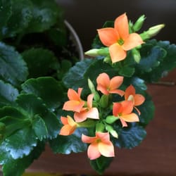 Agway Concord 11 Photos Nurseries Gardening 258 Sheep Davis Photo Of Agway Concord Nh United States Lat Year Kalanchoe