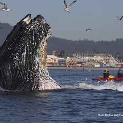Sanctuary Cruises 122 Photos 165 Reviews Whale Watching Tours Photo Of Sanctuary Cruises Moss Landing Ca United States Mive Lunge Feed