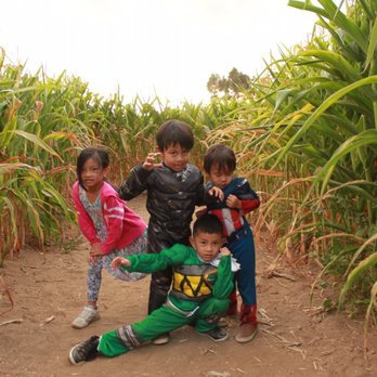 Pinery Christmas Trees 25 Photos 26 Reviews Photo Of Pinery Christmas Trees Bonita Ca United States In The Corn