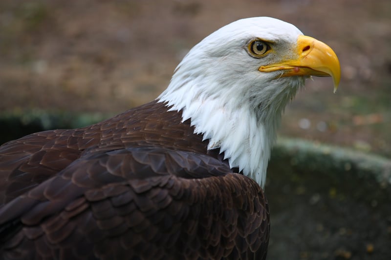 Saving Wildlife And Wild Places Bronx Zoo