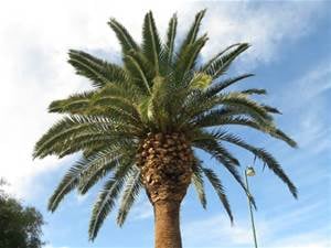 AAA Palm Trees Plus