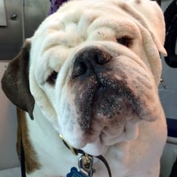Dog Gone Dirty Mobile Dog Grooming Dog Gone Dirty Mobile Dog Grooming