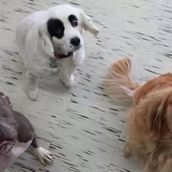 dog groomers toledo ohio dog groomers toledo ohio