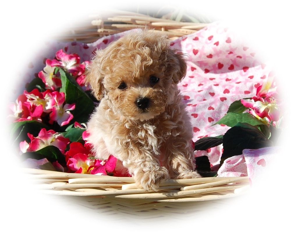 Teacup and Toy Pets Boutique