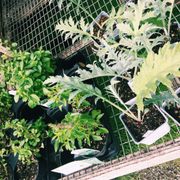 Plant And Pottery Outlet 204 Photos 120 Reviews Nurseries Western Garden Nursery