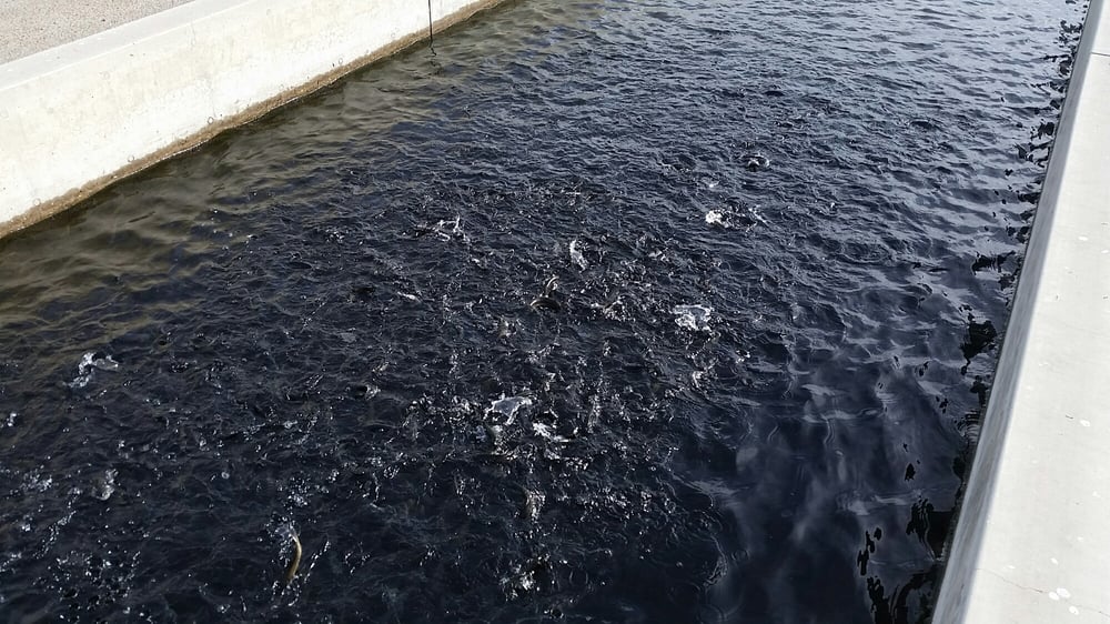 Mojave River State Fish Hatchery