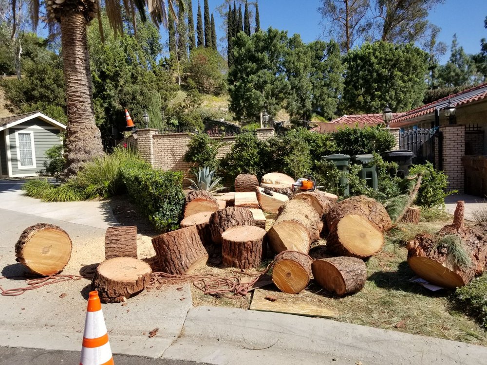 Mr. Delgado’s Tree Service