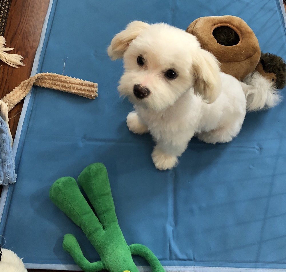 First Puppy Haircut Yelp Photo Of Vanity Pups Boutique Bayside Ny United States First Puppy Haircut