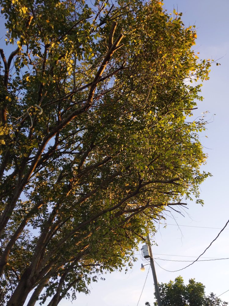 Geterdone Tree Service And Landscaping