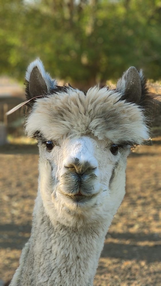 Alpacas at Windy Hill