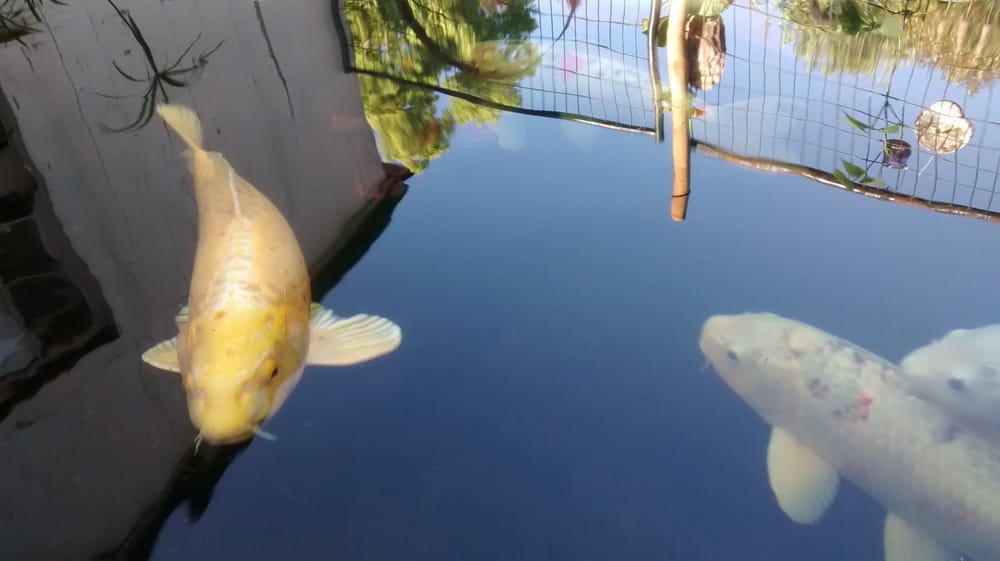 North Bay Ponds & Water