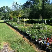 Bald Mountain Nursery 10 Photos Nurseries Gardening 6195 Photo Of Bald Mountain Nursery Browns Valley Ca United States