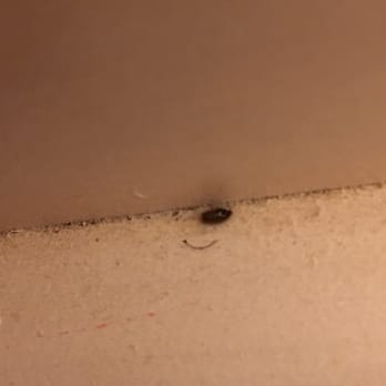 Ocean Creek Resort Myrtle Beach Bed Bugs Ocean Creek Resort Myrtle Beach Bed Bugs