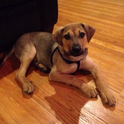 Magnificent Mutts Rescue 16 Reviews Animal Shelters Hillside Photo Of Magnificent Mutts Rescue Hillside Il United States Konerko Adopted