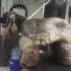 grooming lakewood baby grooming salon llc closed pet groomers 1864 s wadsworth blvd lakewood grooming lakewood baby grooming salon llc closed pet groomers 1864 s wadsworth blvd lakewood
