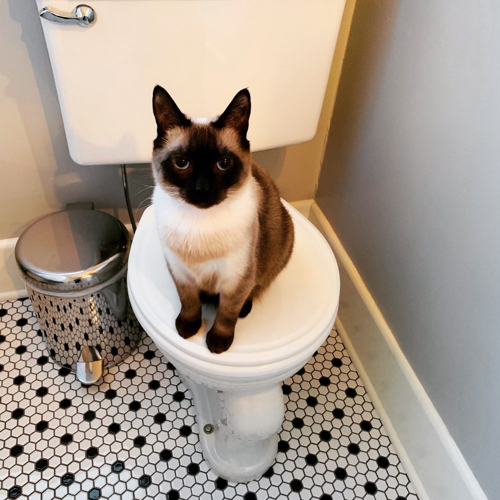 image of business Animal Allergy and Ear Clinic