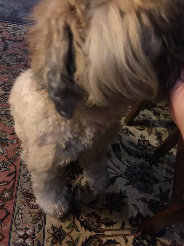 Avenue Pet Salon 33 Photos & 45 Reviews Pet Groomers 1427