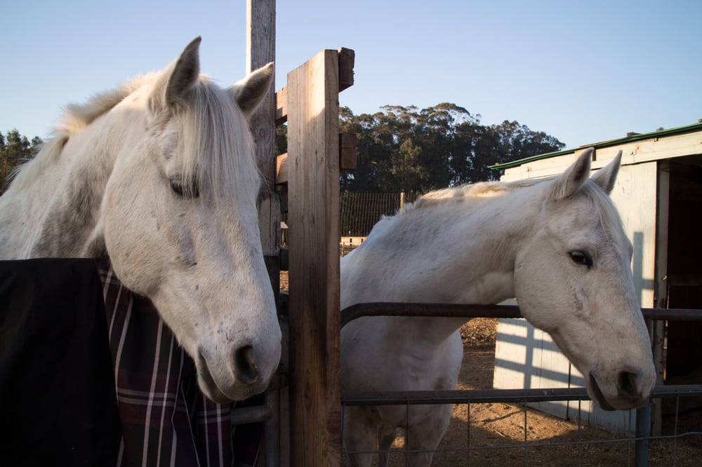 Maloney’s Horses and Ponies 38 Photos & 100 Reviews Horseback Riding 1820 N Cabrillo Hwy