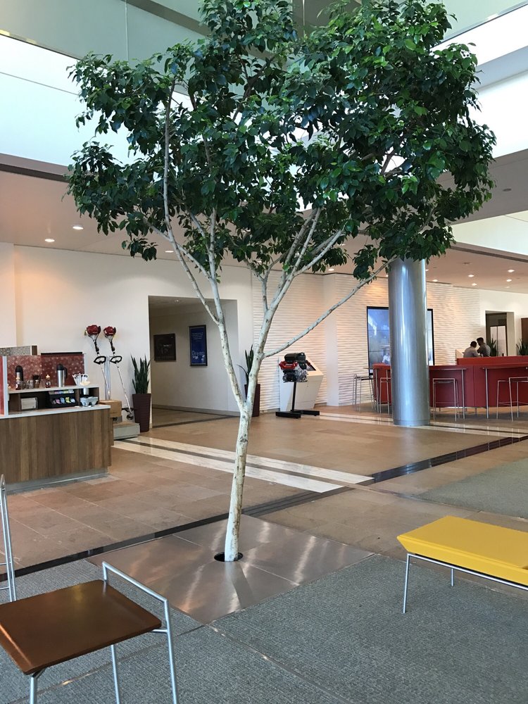 American Honda Motor 20 Photos & 86 Reviews Car Dealers 1919