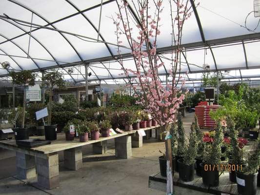Yamagami S Nursery 1361 De Anza Blvd Cupertino Ca Nurseries Yamagami S Nursery 1361 De Anza Blvd Cupertino Ca Nurseries Mapquest